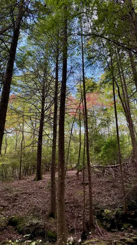 $600,000 | 0 Braden Lane, Coalmont, TN 37313