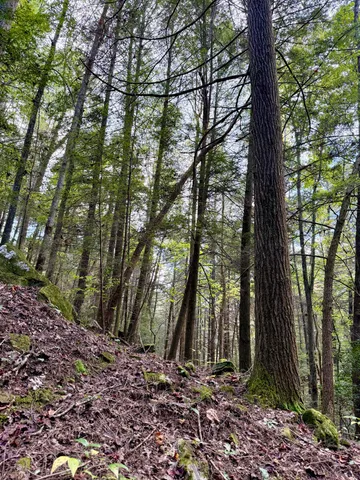 $600,000 | 0 Braden Lane, Coalmont, TN 37313