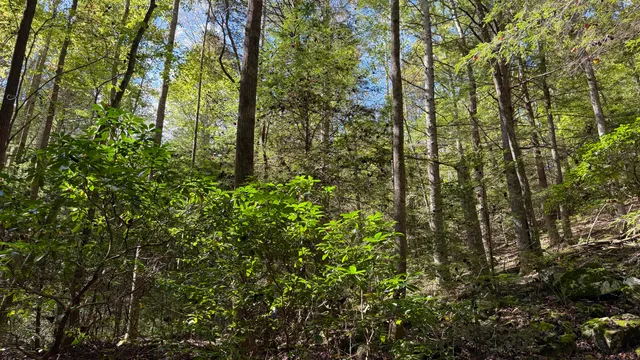 $600,000 | 0 Braden Lane, Coalmont, TN 37313