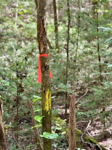 $600,000 | 0 Braden Lane, Coalmont, TN 37313