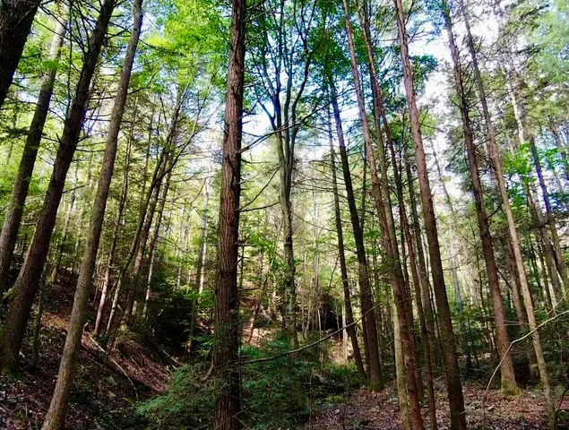 $600,000 | 0 Braden Lane, Coalmont, TN 37313