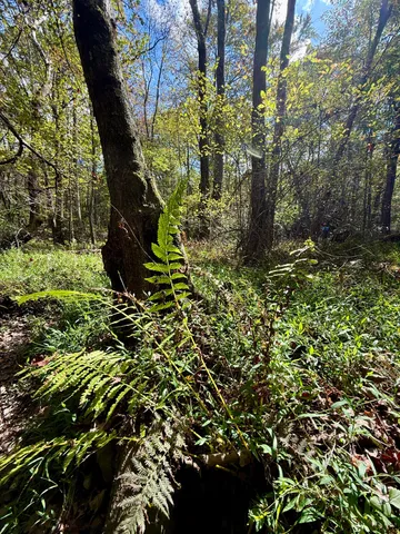 $600,000 | 0 Braden Lane, Coalmont, TN 37313