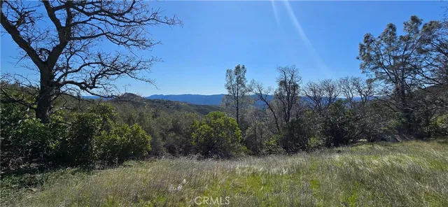 a view of a dry yard with trees in the background