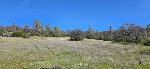 a view of a dry yard with trees