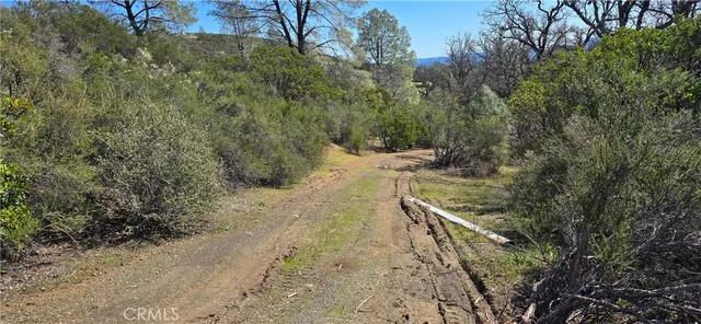 a view of a dry yard with trees