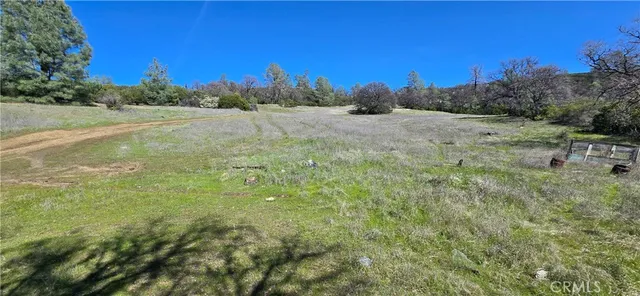 a view of a forest with a tree