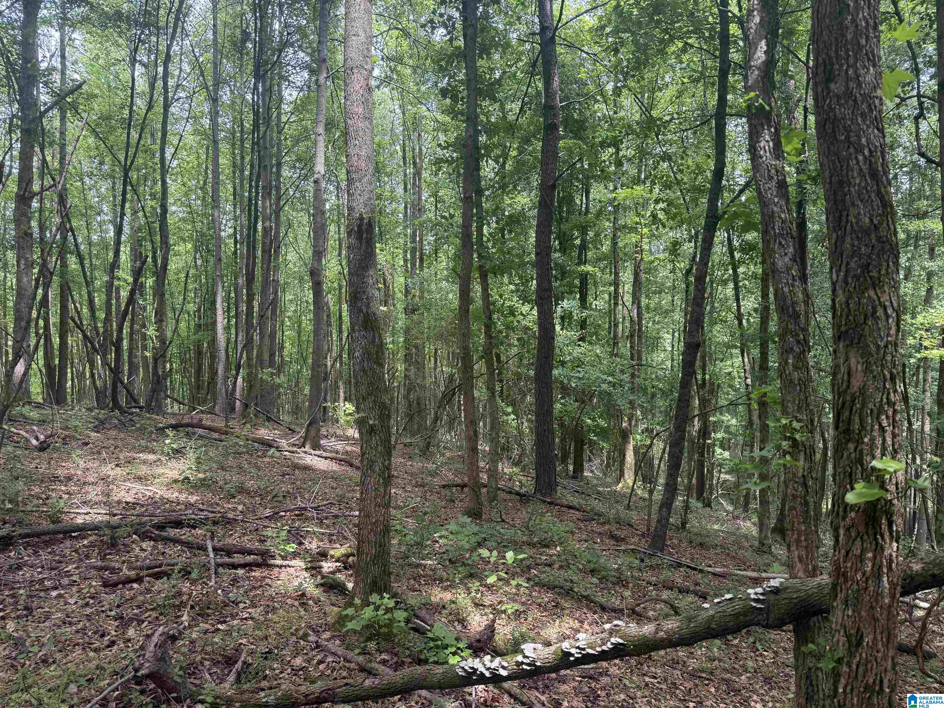 1 County Road 670 Ranburne, AL 36273 - Photo 4 of 11