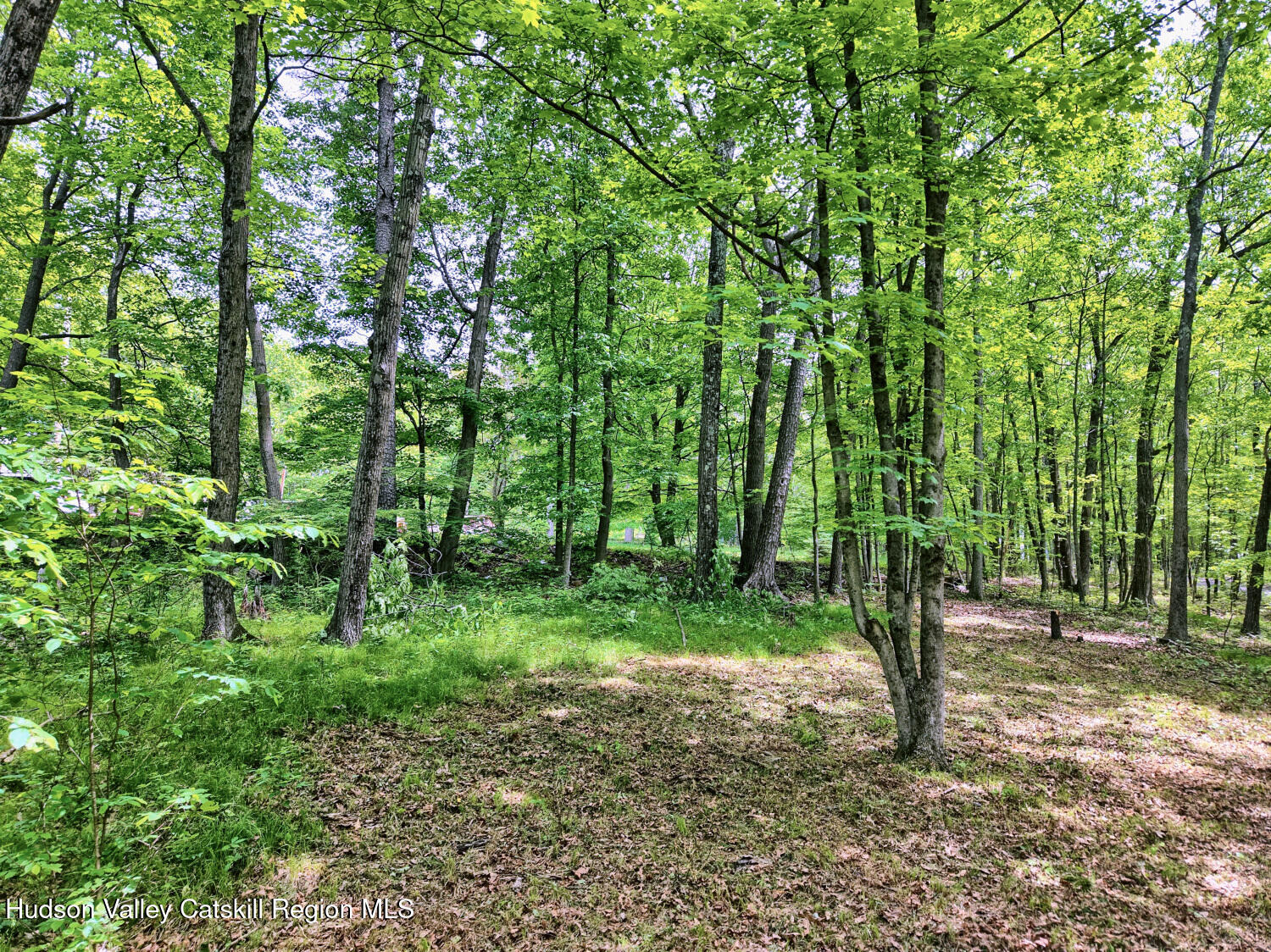 268 Potic Mountain Road Catskill, NY 12414 - Photo 12 of 33 a view of outdoor space and trees