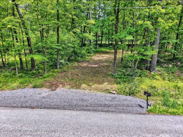 a view of a yard with plants and large trees