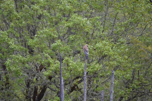 138 Draper Valley Road Selma, OR 97538 - Photo 41 of 42 owl