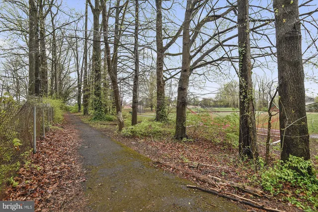 a view of a forest filled with trees