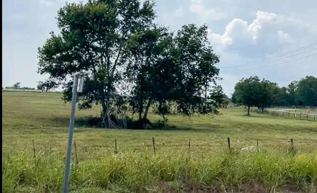 a view of a field with a tree