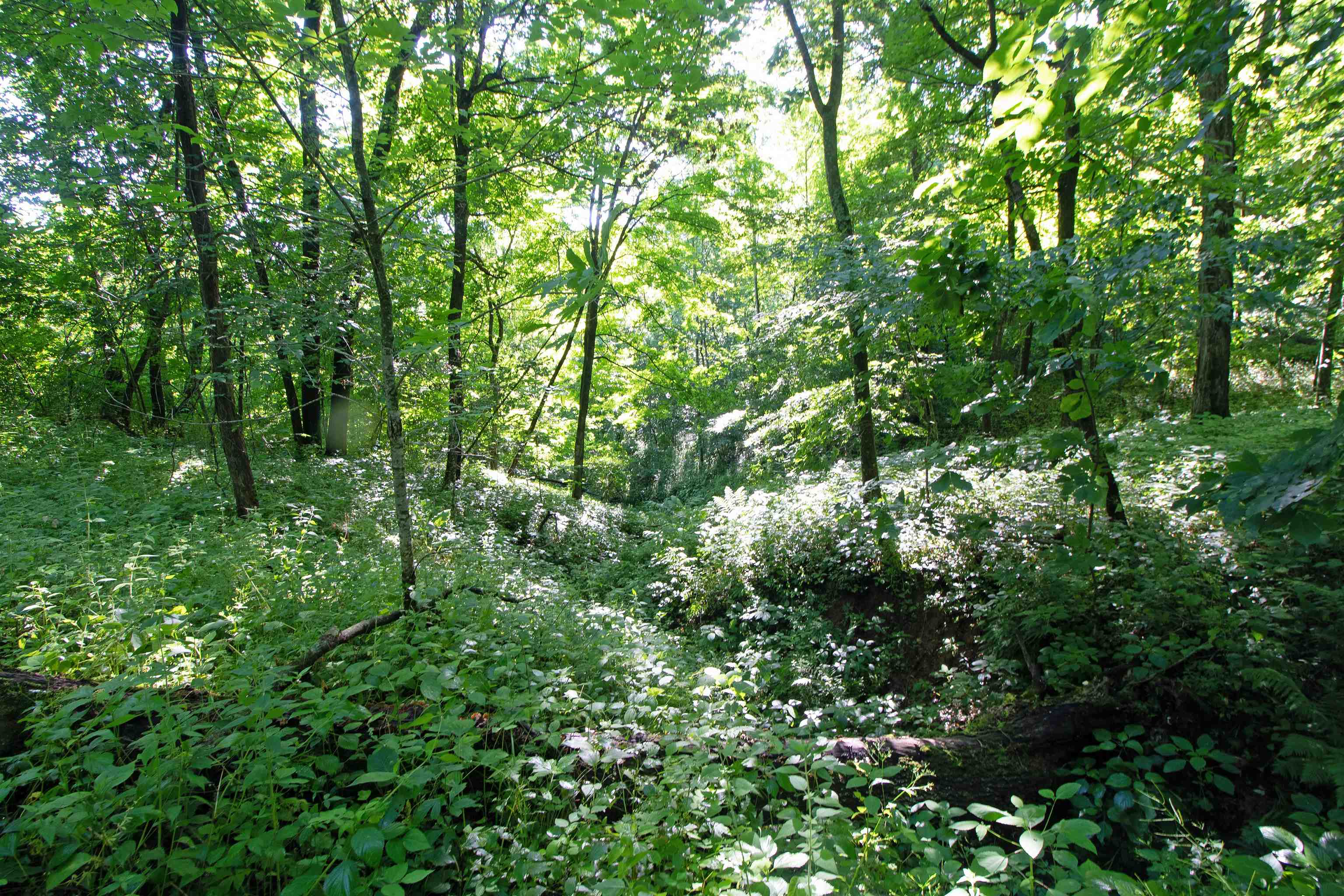76-acres Skyline Road Blue River, WI 53518 - Photo 25 of 46
