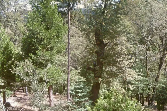 a view of a forest with a tree