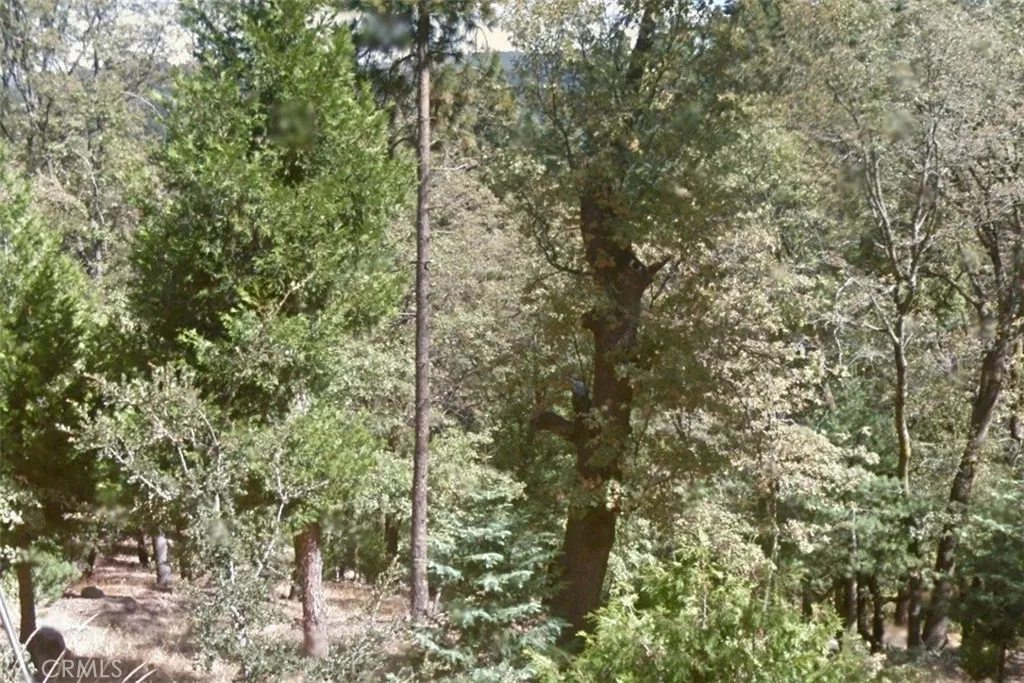 40 Fir Cedarpines Park Anaheim, CA 92801 - Photo 1 of 3 a view of a forest with a tree
