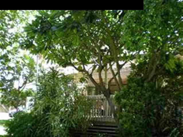 1667 South Kihei Road, Unit D Kihei, HI 96753 - Photo 4 of 13 a view of tree