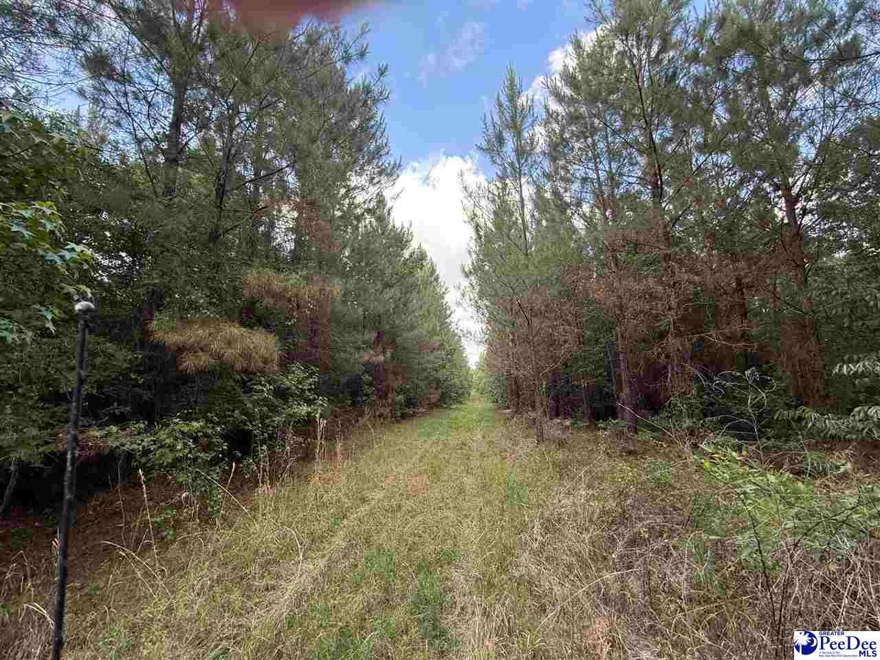 New Farm Road Hemingway, SC 29554 - Photo 6 of 17 Gallery Image 6