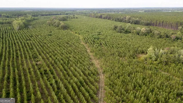 a view of a lush green forest with lush green forest
