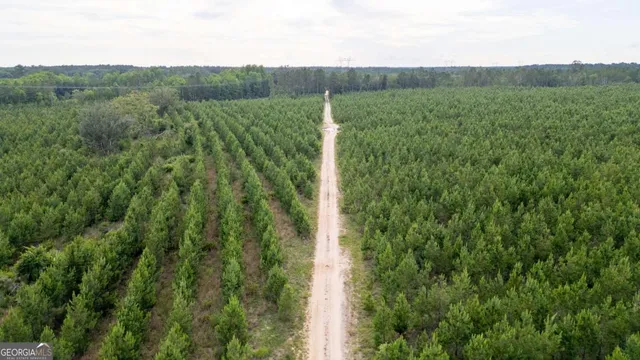 a view of a lush green forest with lots of tall trees