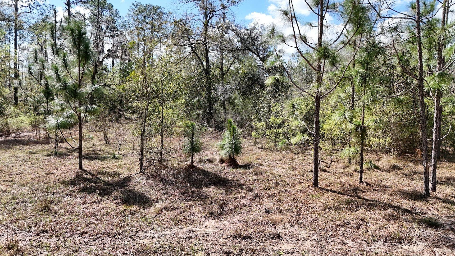 198 Northeast Blackjack Loop Lee, FL 32059 - Photo 45 of 45