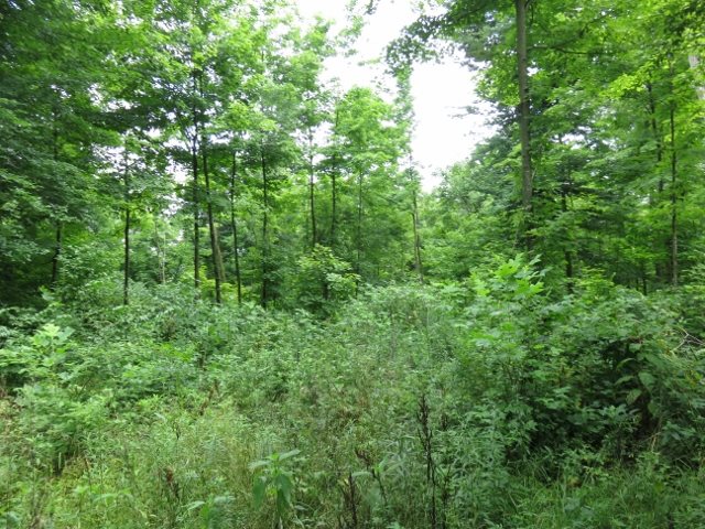 0 Maudlin Road Hagerstown, IN 47346 - Photo 13 of 26 Gallery Image 13