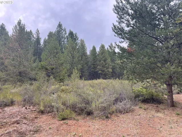 a view of a dry yard with trees in the background