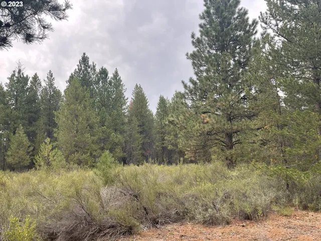 a view of a dry yard with trees