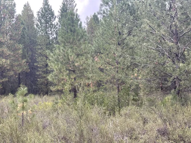 a close up of a tree in a yard