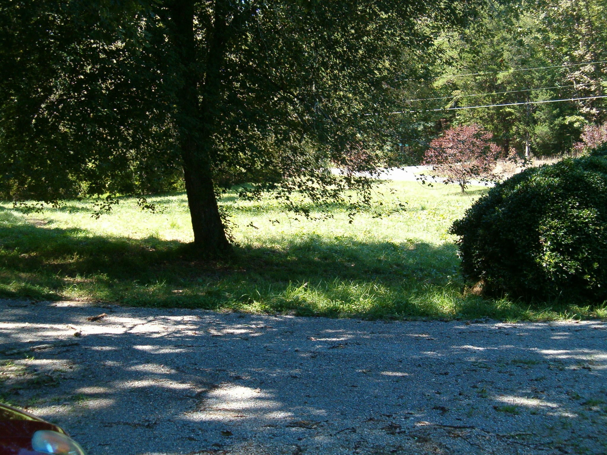 1021 Maple Grove Road Ten Mile, TN 37880 - Photo 2 of 8 a view of a yard with plants and large trees