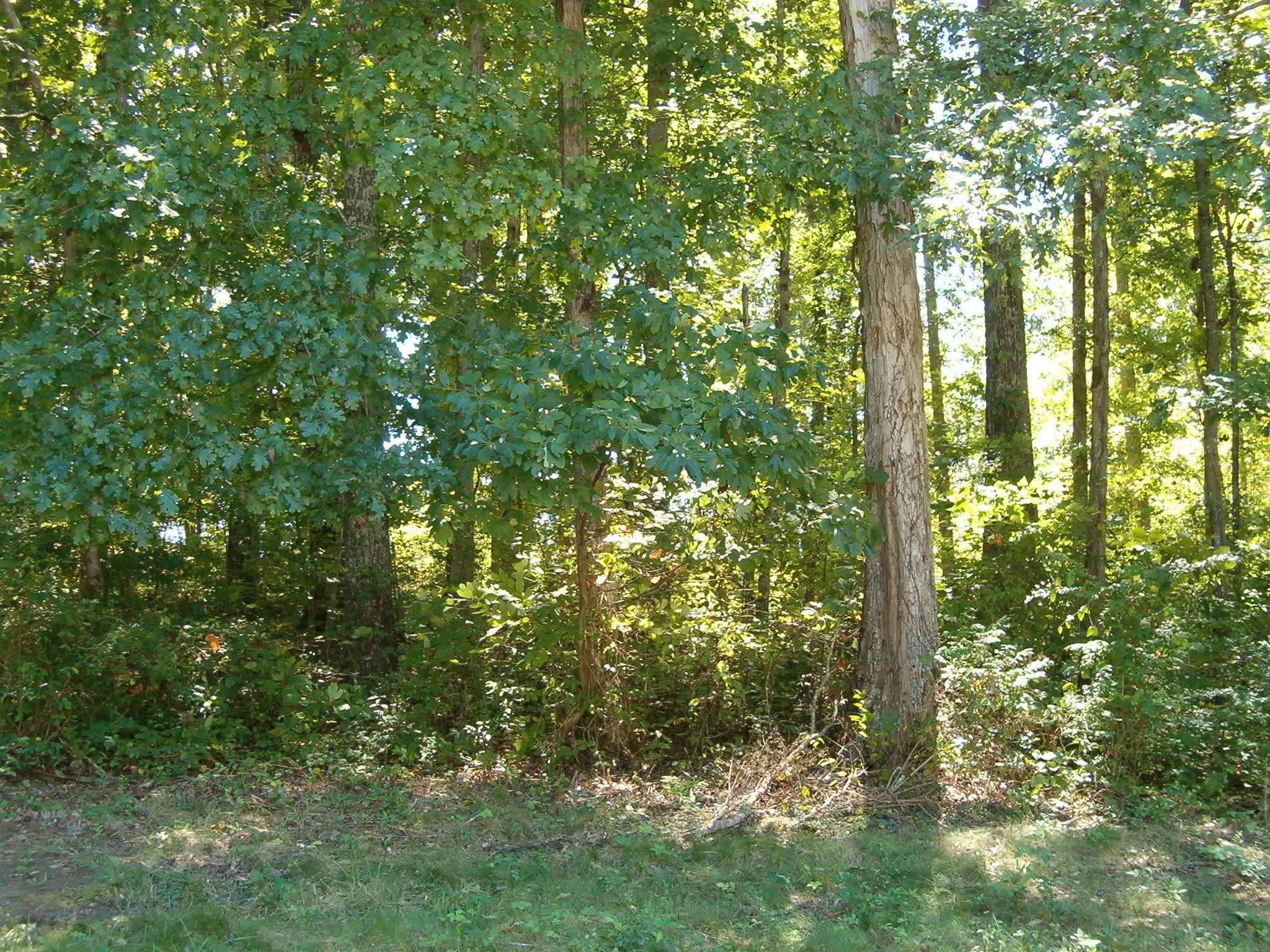 1021 Maple Grove Road Ten Mile, TN 37880 - Photo 6 of 8 a view of forest