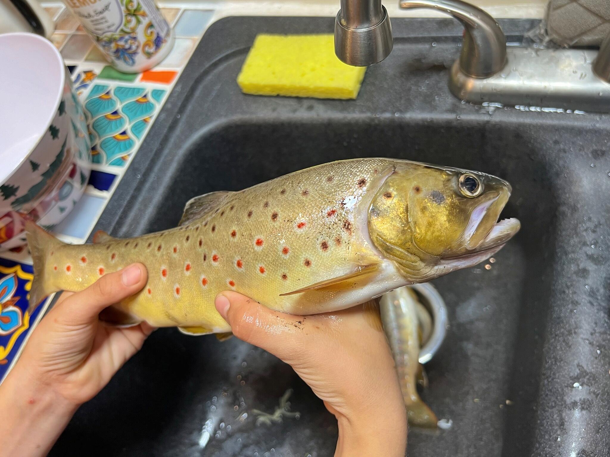 6623 South James Road Baldwin, MI 49304 - Photo 4 of 59 Trout