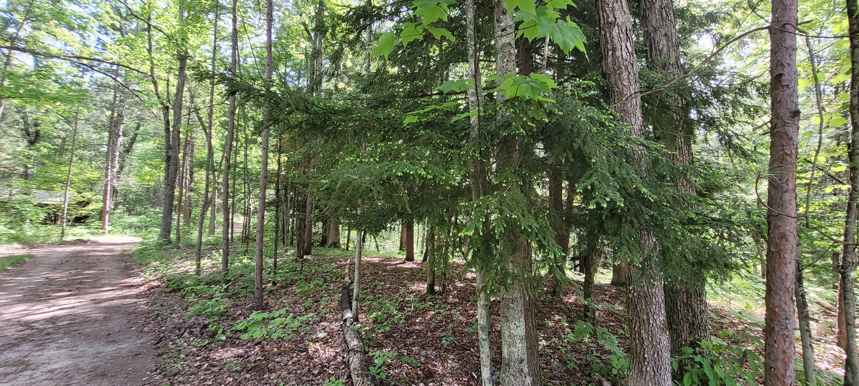 6623 South James Road Baldwin, MI 49304 - Photo 47 of 59 Gorgeous trees