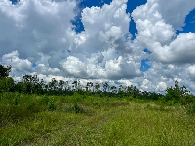 a view of a green yard