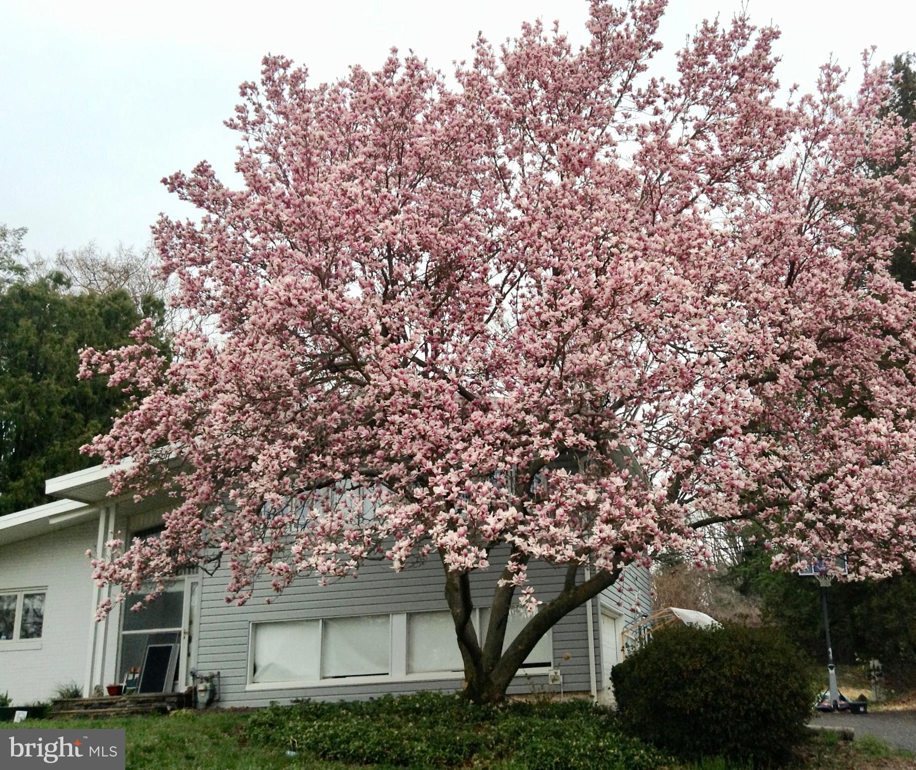1008 Fraser Road Glenside, PA 19038 - Photo 29 of 30 magnolia tree in bloom