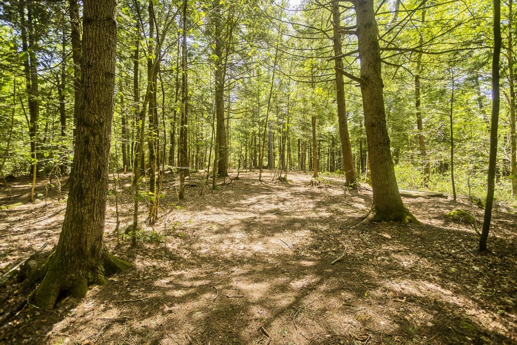 85 Damon Pond Road Chesterfield, MA 01012 - Photo 34 of 42 a view of outdoor space with trees