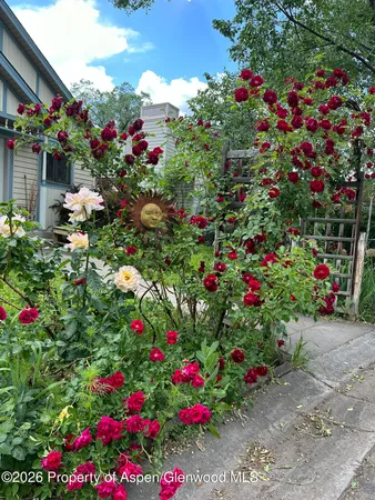 a view of a flower in a garden