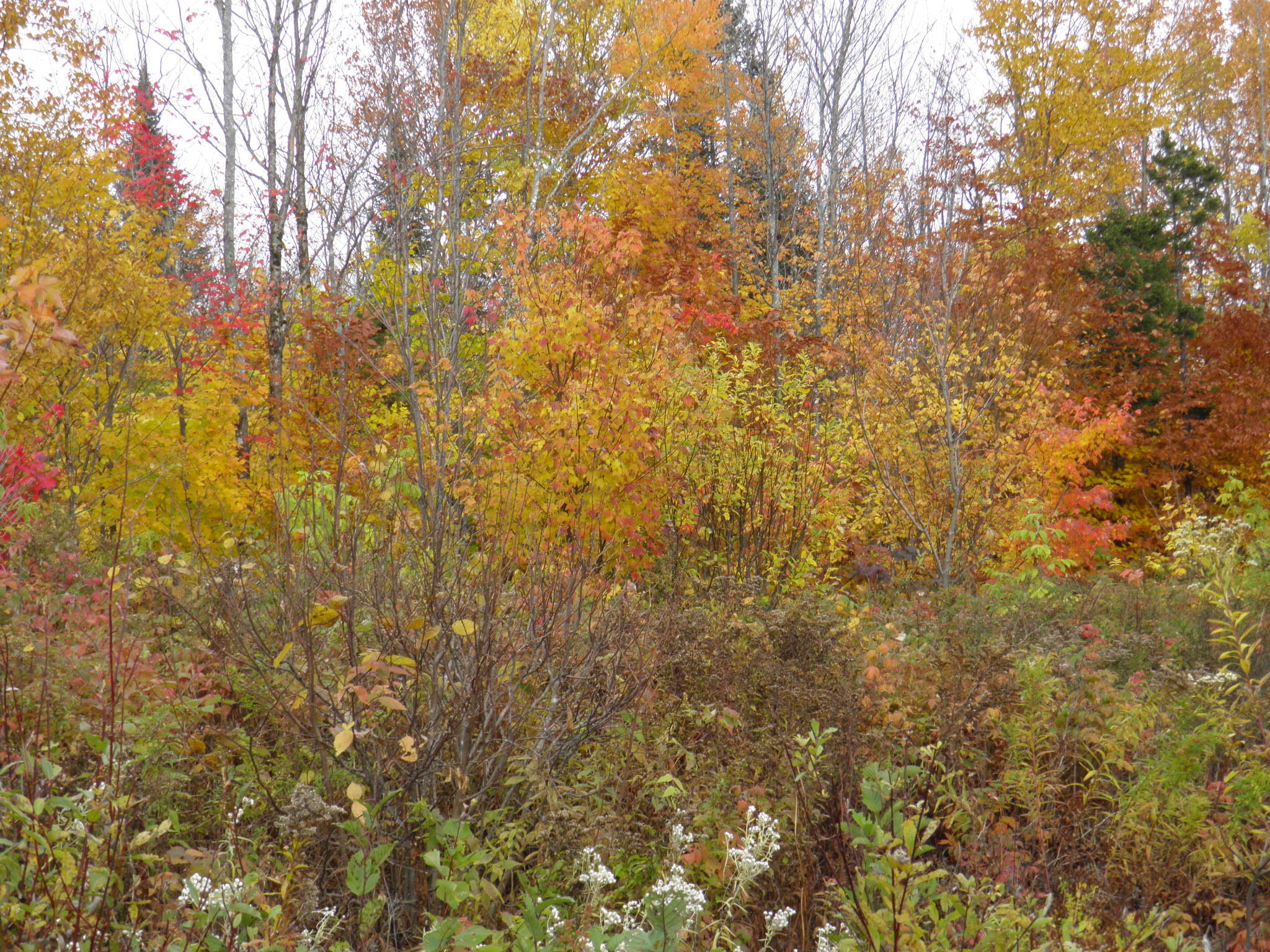 Lot 24 Currie Rd Mount Mount Chase, ME 04765 - Photo 20 of 24 PA130698