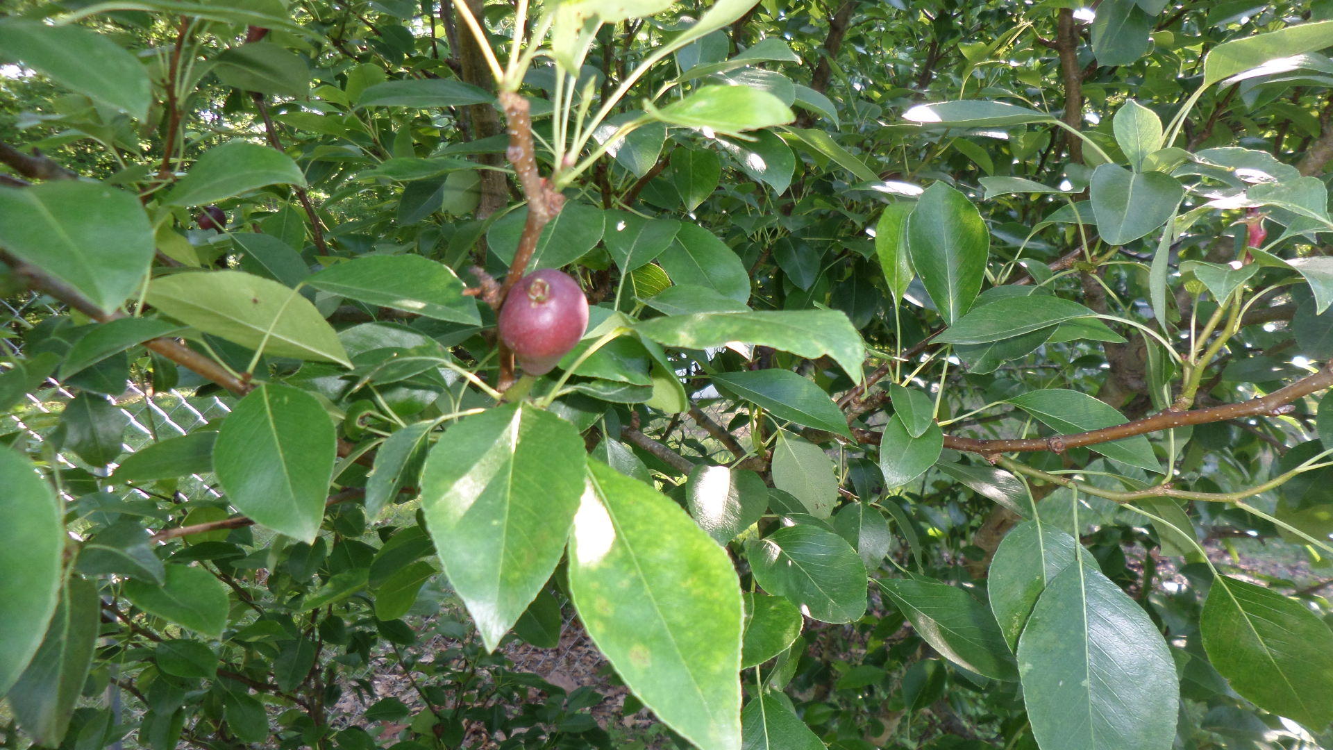 110 Euclid Circle Oak Ridge, TN 37830 - Photo 27 of 29 Fruit Bearing Tree