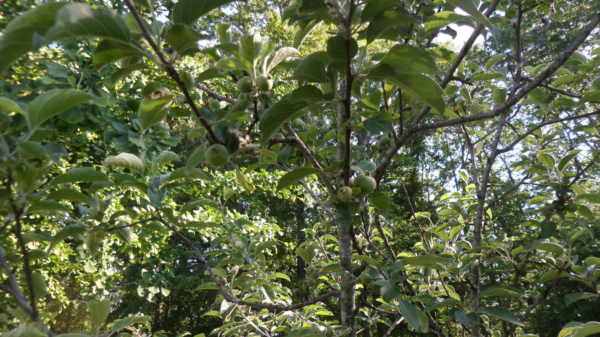 110 Euclid Circle Oak Ridge, TN 37830 - Photo 28 of 29 Fruit Bearing