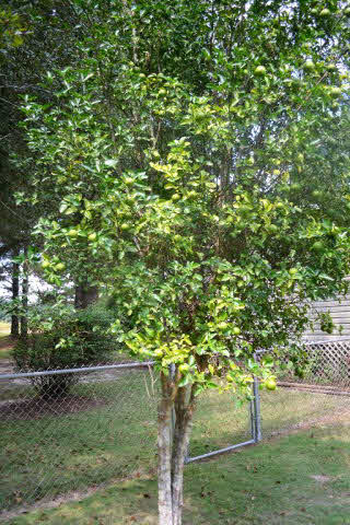 22700 Russian Road Gulf Shores, AL 36542 - Photo 19 of 25