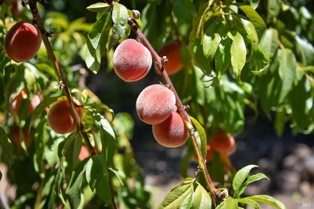 $1,695,000 | 455 Glass Mountain Road, St. Helena, CA 94574