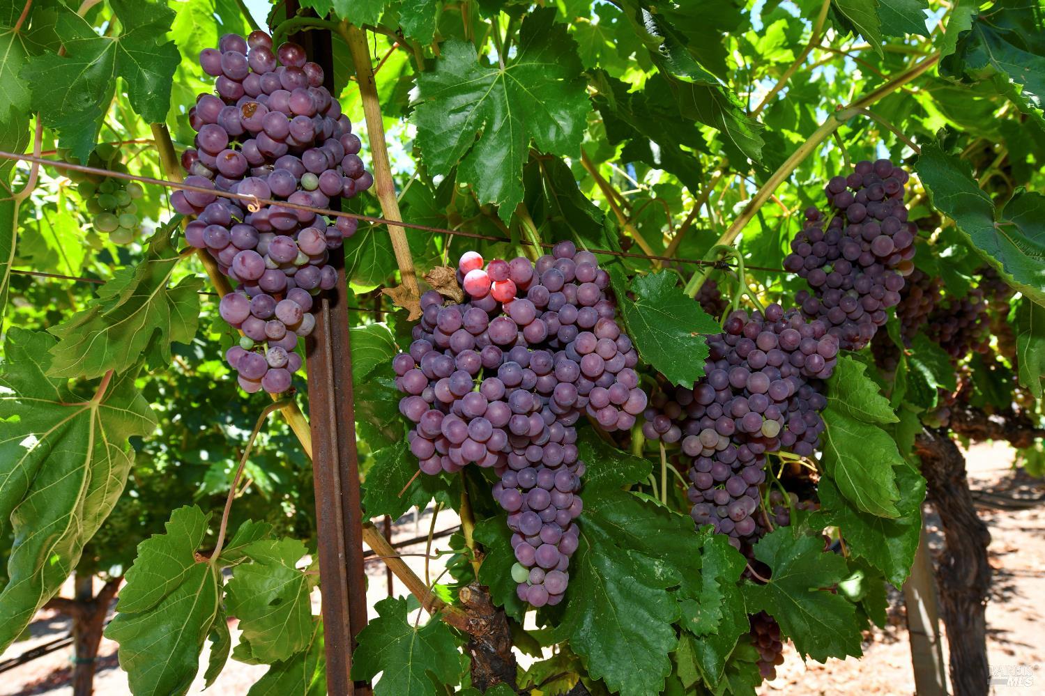 455 Glass Mountain Road St. Helena, CA 94574 - Photo 9 of 49