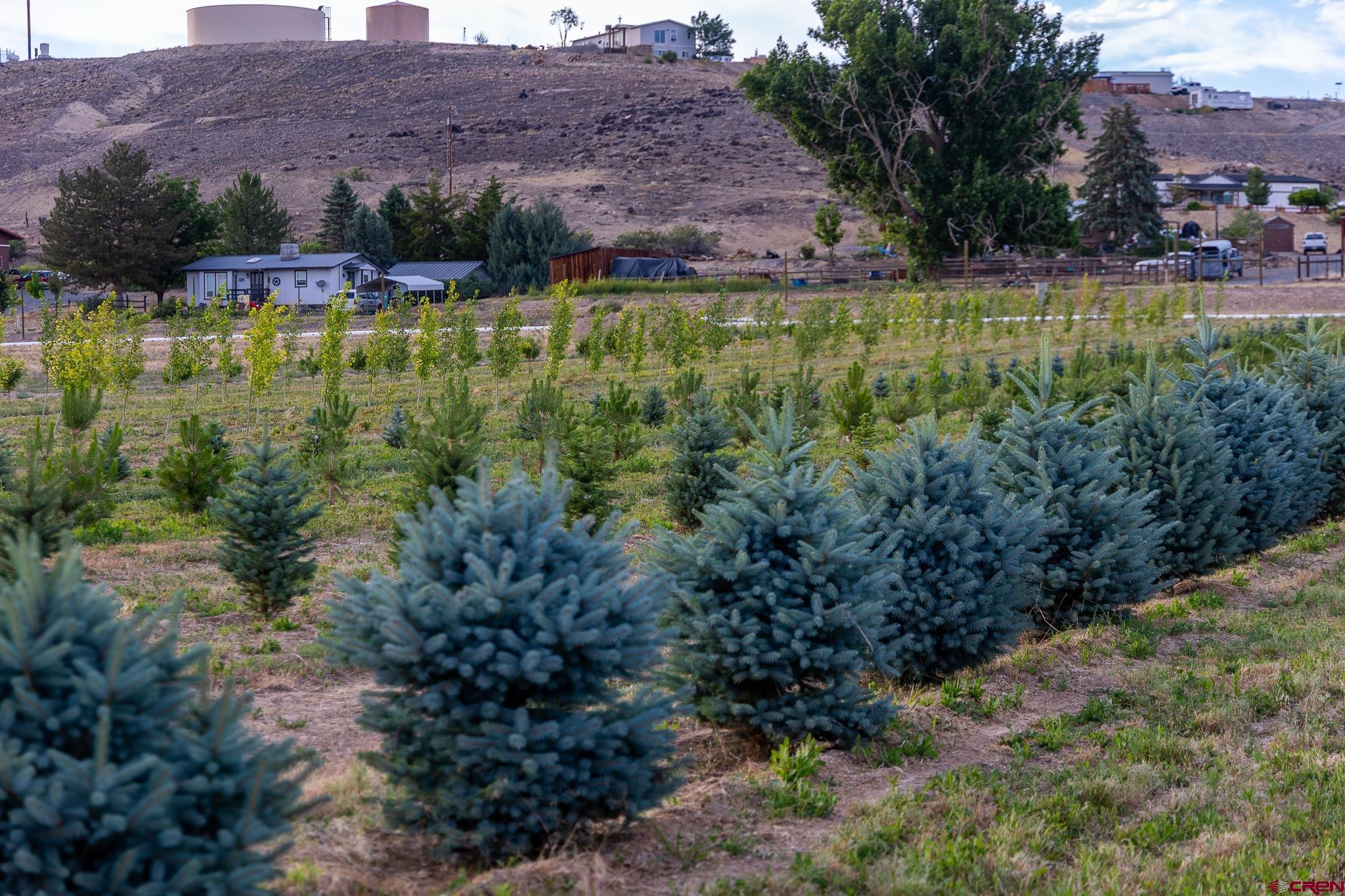 9001 2100 Road Austin, CO 81410 - Photo 14 of 45