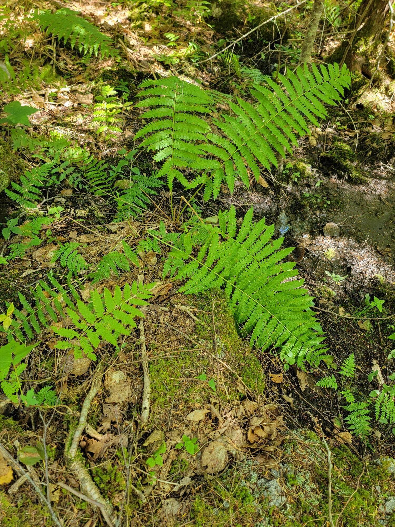 B-2-backlot B-2-backlot Pioneer Path Aurora, ME 04408 - Photo 23 of 24 B-2 Back Lot