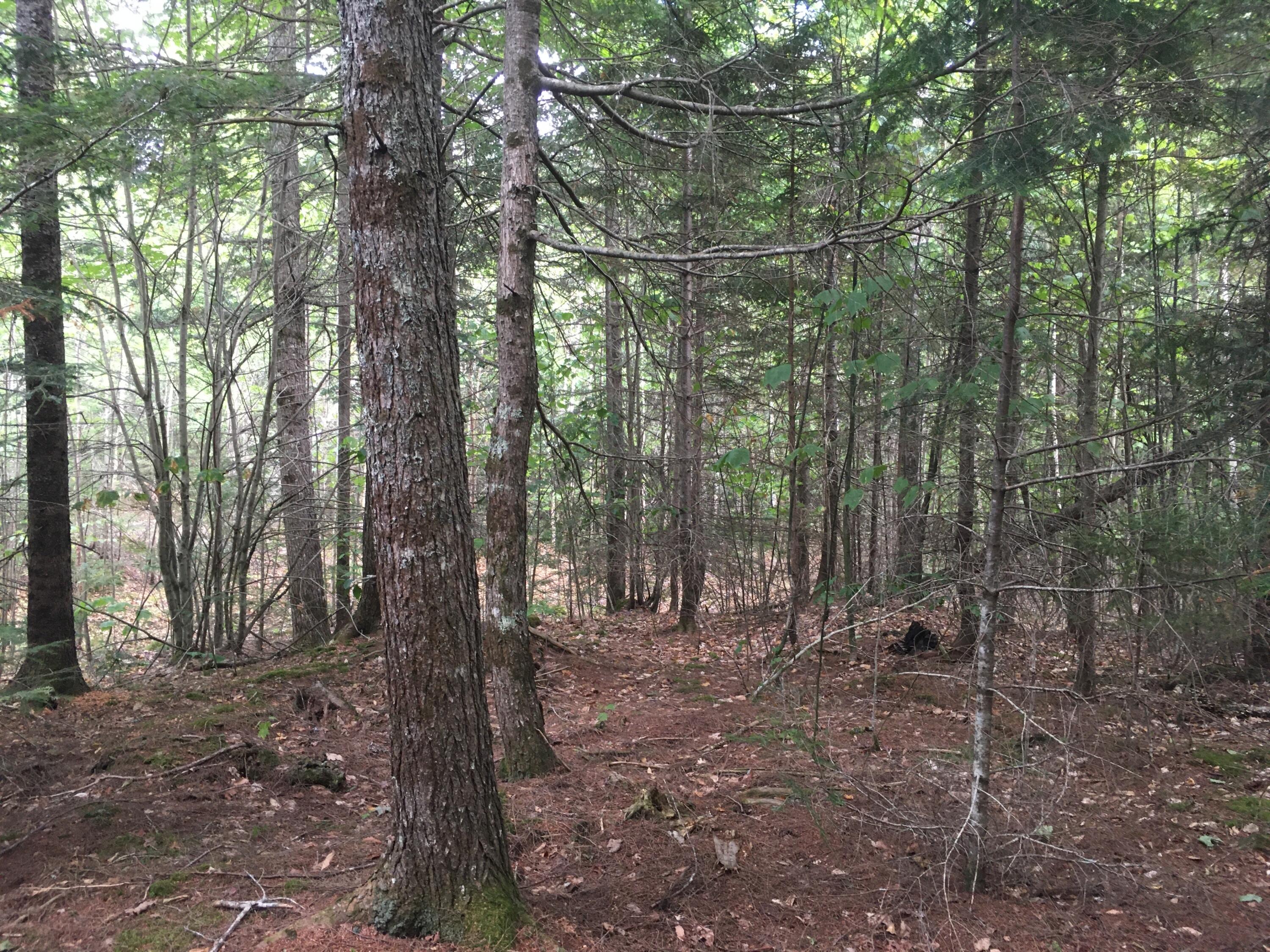 B-2-backlot B-2-backlot Pioneer Path Aurora, ME 04408 - Photo 7 of 24 B-2 Back Lot