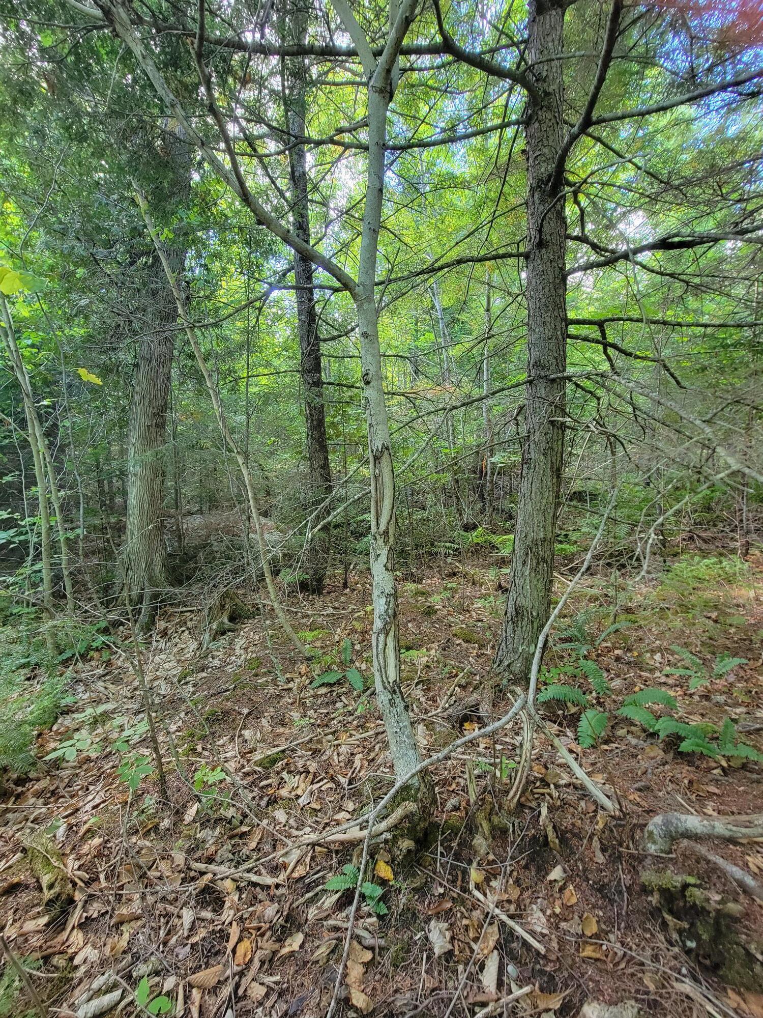 B-2-backlot B-2-backlot Pioneer Path Aurora, ME 04408 - Photo 10 of 24 B-2 Back Lot