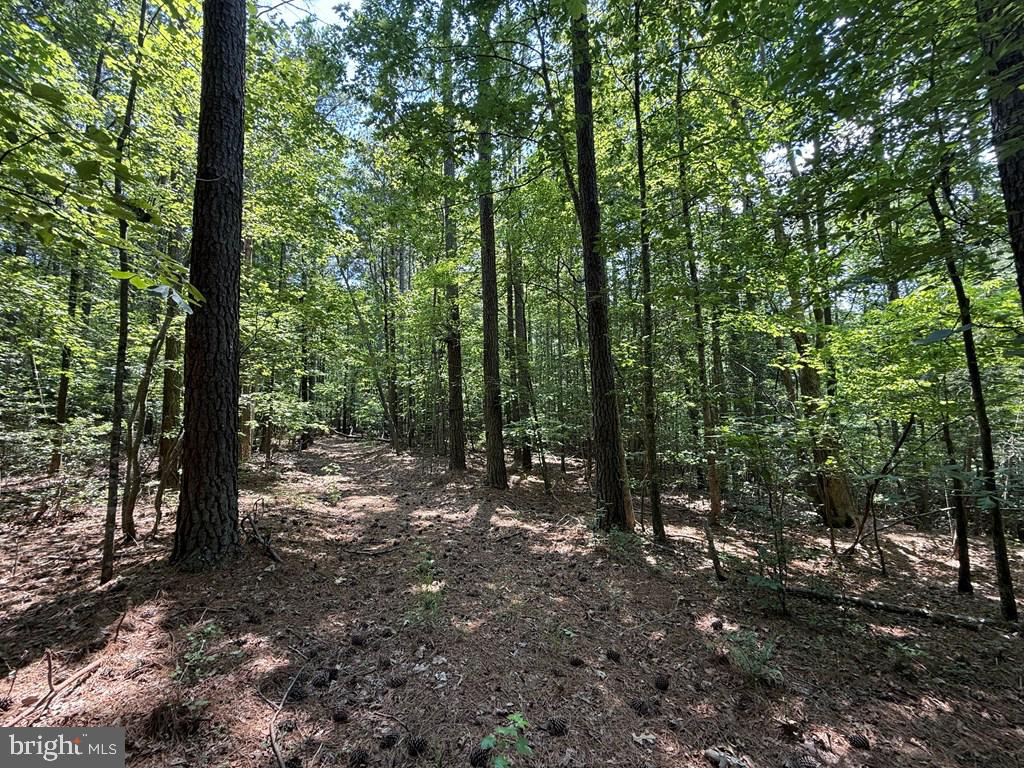 37-38 39 Field Trail Road Lancaster, VA 22503 - Photo 3 of 10 a view of a forest with trees in the background