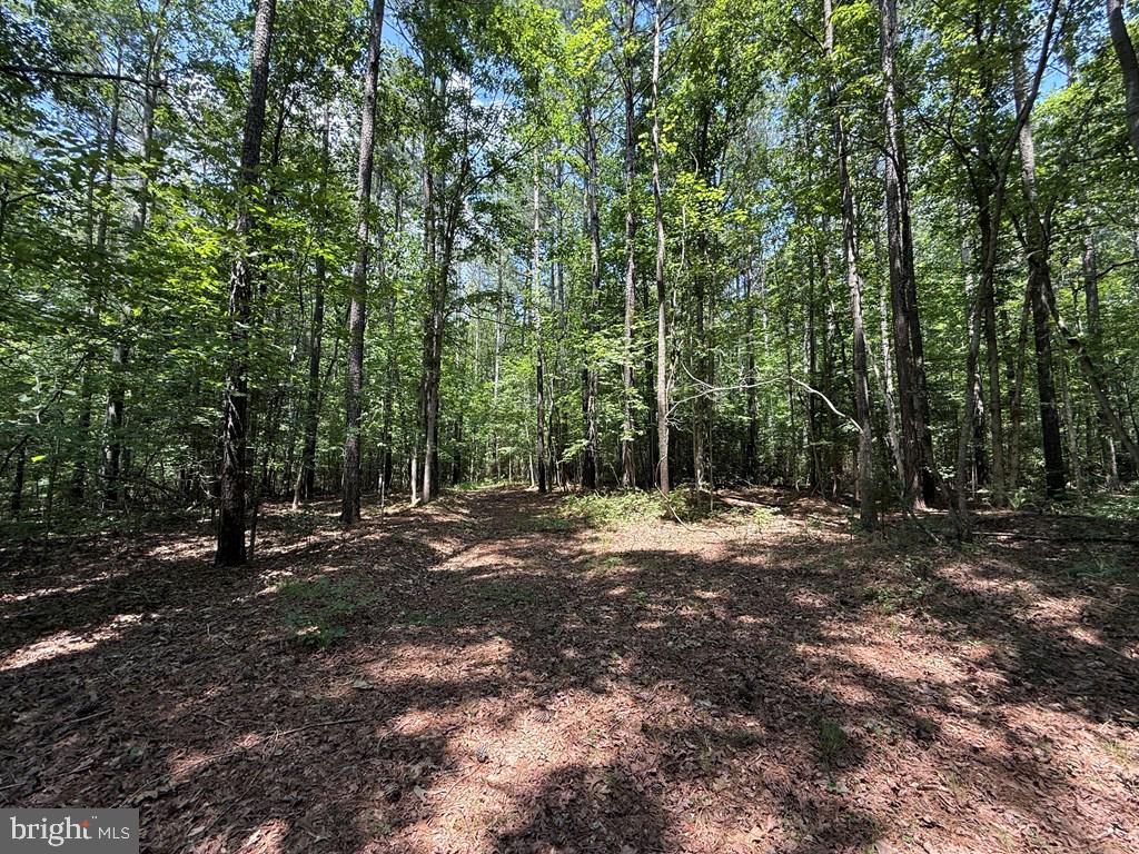 37-38 39 Field Trail Road Lancaster, VA 22503 - Photo 5 of 10 a view of a tree in the middle of a yard