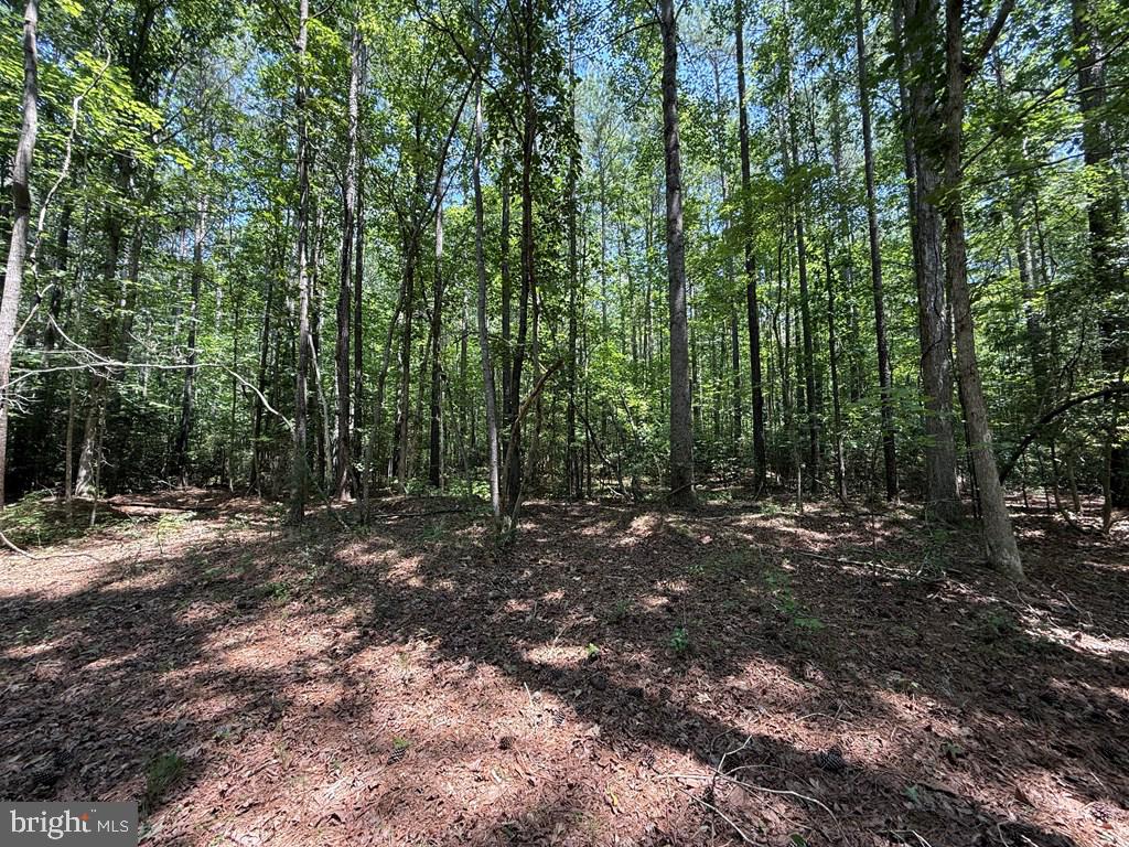37-38 39 Field Trail Road Lancaster, VA 22503 - Photo 6 of 10 a view of a forest with trees in the background