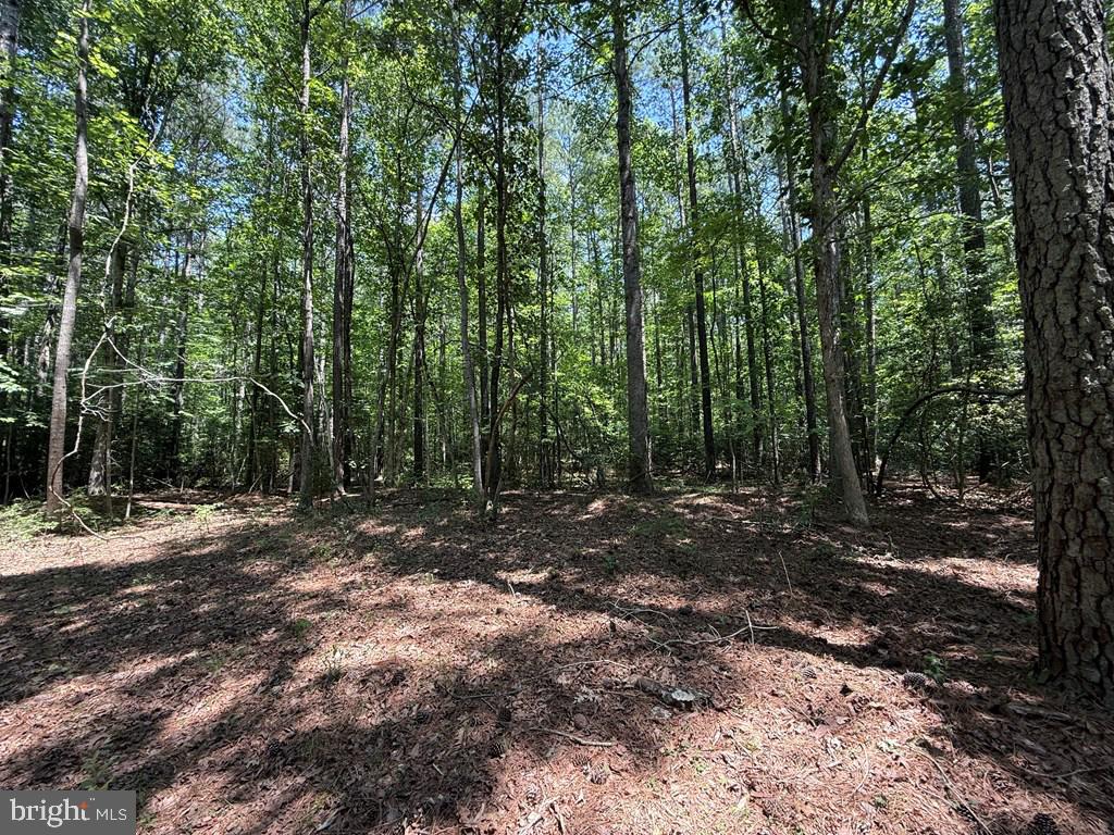 37-38 39 Field Trail Road Lancaster, VA 22503 - Photo 9 of 10 a view of a forest with trees in the background